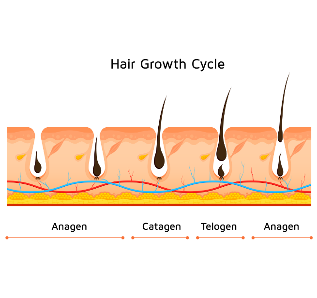 Hair-Growth-Cycle-What is Anagen, Catagen and Telogen