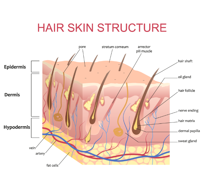 Hair-Skin-Struchure: Best-hair-products-for-growth: Optimize growth, scalp care.