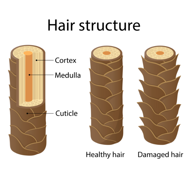 Hair-Sturchure-How-Hair-Growth-and hair health works